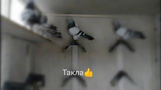 #такла #голуби #Pigeons #Tauben #гоняем_голубей