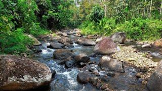 Calm Your Mind by the River: Peaceful Water Flow in a Tranquil Valley - Stream Sounds for sleeping