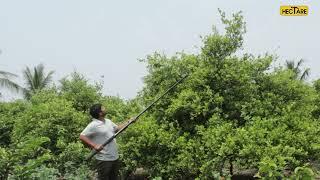 Hectare Lemon harvester India