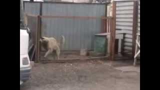 Dog dances to the Modern Talking