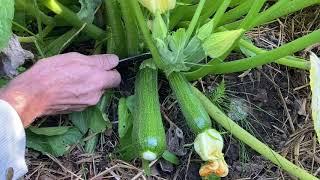 How to harvest delicious courgettes/zucchini at the perfect time.