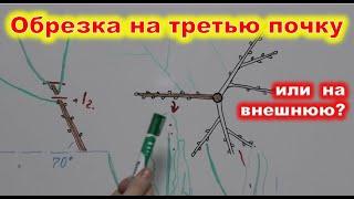 ОБРЕЗКА на 3 ПОЧКУ или НА ВНЕШНЮЮ ПОЧКУ? Как правильно обрезать плодовые деревья в саду?