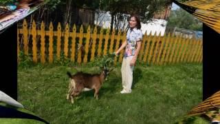 экологическое воспитание 2016г