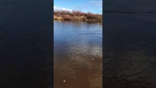 рыбалка на Дальнем Востоке Затайменем