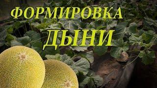 Формирование дыни