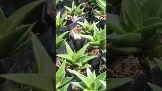 Best Outdoor Succulent Plants | Kanishka Hi-Tech Nursery