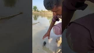 Catching dangerous Sippy#shorts #fishing #satisfying #fish