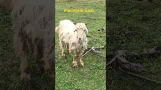 Mountain Goat of Kashmir #kashmir #goat #mountains #mountaingoat #cutegoats #trending
