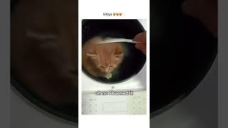 Kittyo like oh man cooking with this new one prvnci