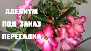 Адениум Арабикум | Пересадка