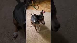 Story Time With Kiwi #dog #funnypetvideos