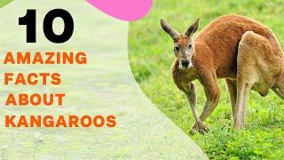 10 Amazing Facts About Kangaroos