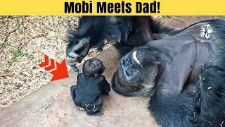 Mobi the Baby Gorilla Meets Dad for the First Time!