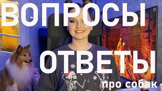 Вопросы и ответы  | Q & A шелти и самоед 