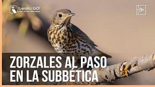 Zorzales al paso en la Subbética | Iberalia GO!