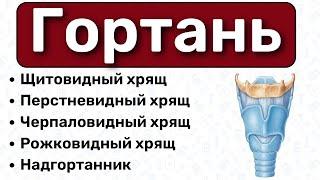 Гортань анатомия: хрящи гортани, строение гортани, связки гортани, щитовидный хрящ, перстневидный