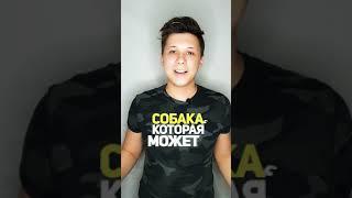 Самая богатая собака в мире  #shorts