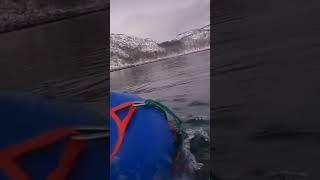 Морской ёж.