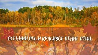 Осенний лес и красивое пение птиц. Осенняя атмосфера и осенняя листва. Расслабляющее видео природы