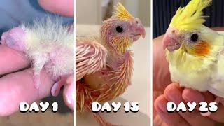 Baby Bird's First 25 Days