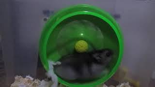 ' Джунгарский хомяк ' Djungarian hamster ' #хомячок #хомяк #джунгарскийхомяк