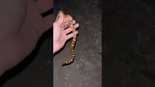 Scarlet Snake Caught In The Florida Everglades #snake #wildlife #everglades #snakecatching