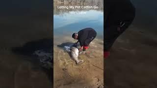 Just Letting My Pet Catfish Go #pet #catfish #fishing #littlefish #bigfish