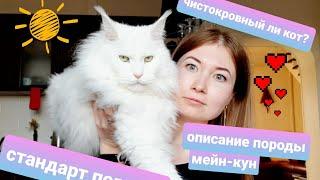 Стандарт породы мейн-кун / как определить чистокровного? описание породы.