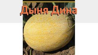 Дыня обыкновенный Дина (dina)  обыкновенный дыня Дина обзор: как сажать, семена дыни Дина