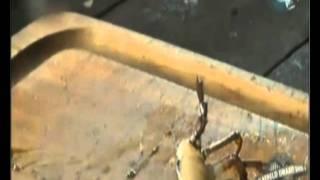 Suriname holy crab