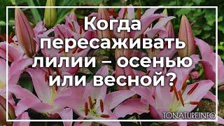 Когда пересаживать лилии – осенью или весной? | toNature.Info