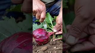 Make - Big Beets