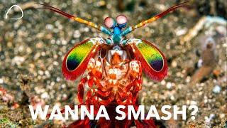 The Mantis Shrimp: The Mike Tyson Of The Sea