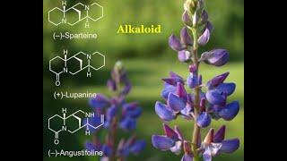 Alkaloids - Chemical compounds