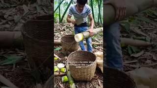 Skilled bamboo harvesting with sharp tools and steady hands