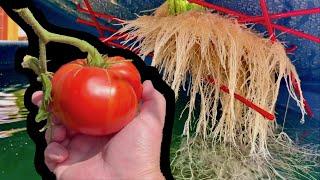 How to Grow Tomatoes in Containers