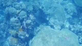 Buceo en Veracruz Zona arrecifal - Blanquilla  9 Jun 18