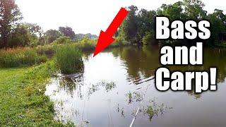 Topwater Bass Fishing While the Carp Are Going CRAZY!
