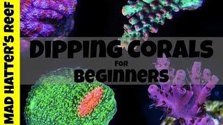 Dipping Corals for Beginners