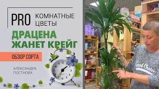 Драцена Жанет Крейг - видеообзор сорта | Неприхотливый крупномер.