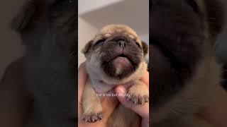 Frenchie puppies crying (sad boy hour )  #shorts #puppies