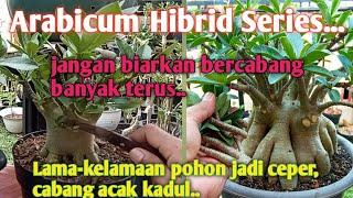 Cara Pangkas Adenium Arabicum hibrid Tahap Awal