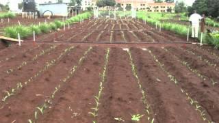 SYSCOM-Trial: Long-term comparison of organic and conventional farming systems (May 2014)