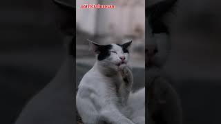 HAYVANLAR İNSANLAR GİBİ RÜYA GÖRÜR MÜ?