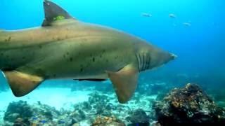 David Ireland Underwater Footage