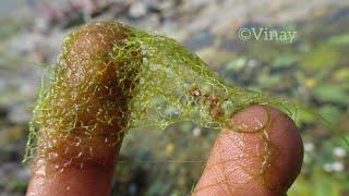 Hydrodictyon | A Green Alga ️