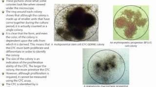 Colony-Forming Cell (CFC) or Colony-Forming Unit (CFU) Assays: The Basics