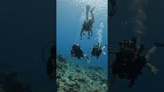 Diving in Belek https://mybelektours.com/en/diving  #antalyabelek #divingbelek #belekdiving #belek