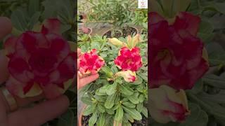 Rare Thailand Adenium Plant Online Sale  #adenium #plants #flowers #garden