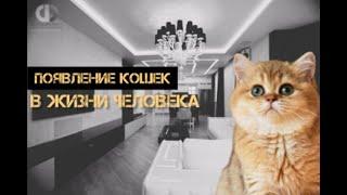 Что изменилось в появление домашних кошек в жизни человека